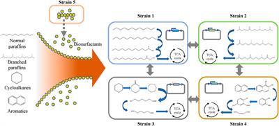 Construction of microbial consortia for microbial degradation of complex compounds